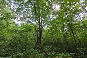 On Oak Ridge Rd, , Harshaw,  WI 54529 USA
