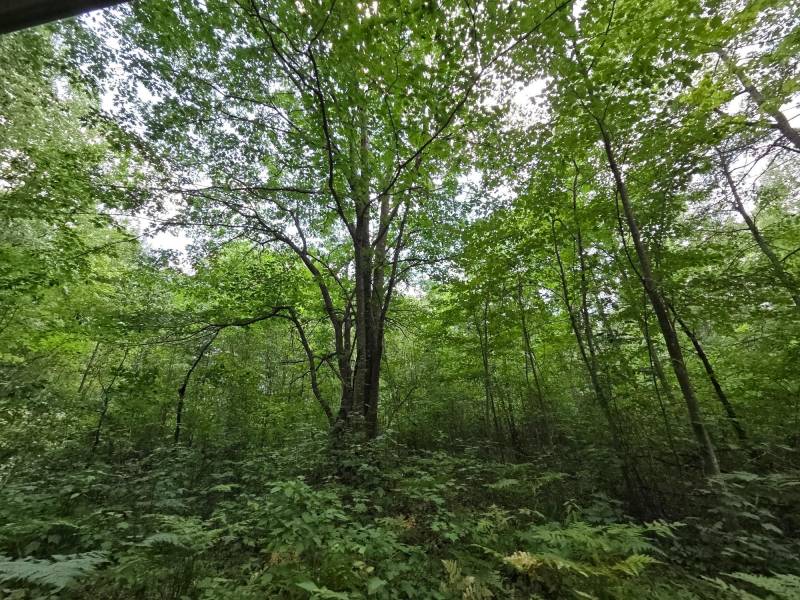 On Oak Ridge Rd, , Harshaw,  WI 54529 USA