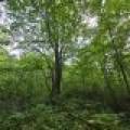 On Oak Ridge Rd, , Harshaw,  WI 54529 USA
