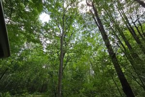 On Oak Ridge Rd, , Harshaw,  WI 54529 USA