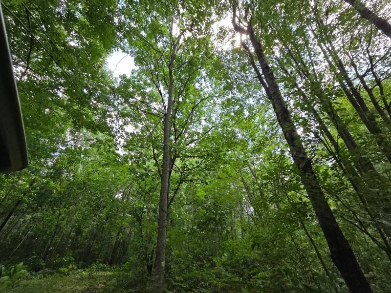 On Oak Ridge Rd, , Harshaw,  WI 54529 USA