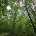 On Oak Ridge Rd, , Harshaw,  WI 54529 USA