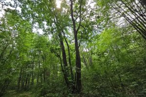 On Oak Ridge Rd, , Harshaw,  WI 54529 USA