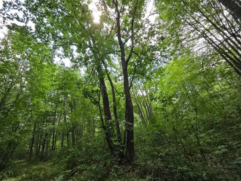 On Oak Ridge Rd, , Harshaw,  WI 54529 USA