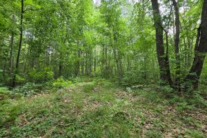 On Oak Ridge Rd, , Harshaw,  WI 54529 USA