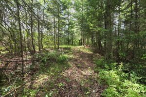 W8172 Somo Dam Dr, , Tomahawk,  WI 54487 USA