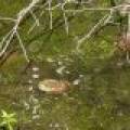 W8172 Somo Dam Dr, , Tomahawk,  WI 54487 USA