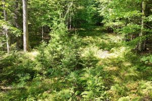 14175 Harris Creek Ln, , Presque Isle,  WI 54557 USA
