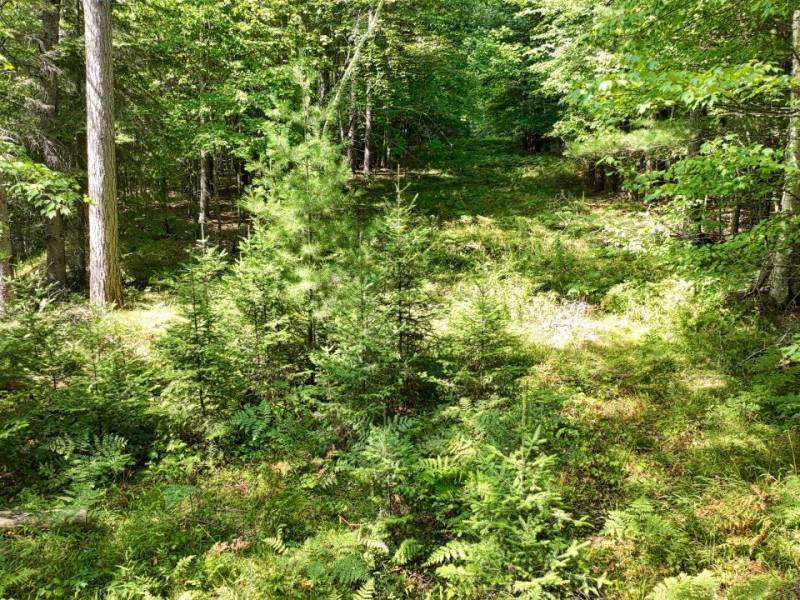 14175 Harris Creek Ln, , Presque Isle,  WI 54557 USA