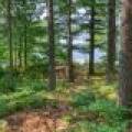 2401 E Ross Allen Lake Rd, , Lac du Flambeau,  WI 54538 USA