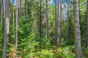 5634 Katie Ln, , Conover,  WI 54519 USA