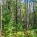 5634 Katie Ln, , Conover,  WI 54519 USA