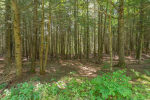8680 Hoop Ln, , Lac du Flambeau,  WI 54538 USA
