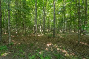 8680 Hoop Ln, , Lac du Flambeau,  WI 54538 USA