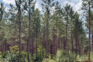 103ac On Pine Lake Rd, , Minocqua,  WI 54548 USA