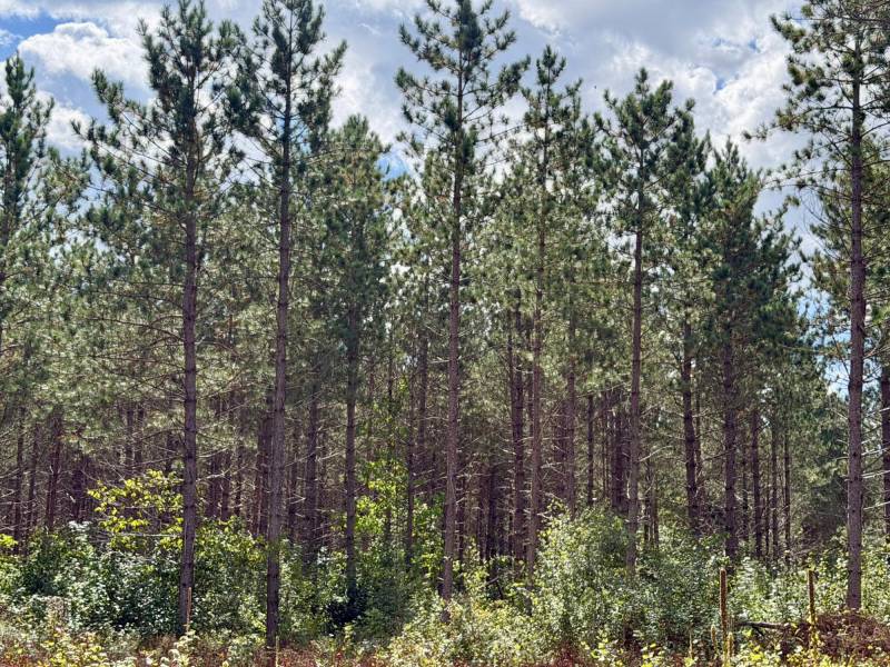103ac On Pine Lake Rd, , Minocqua,  WI 54548 USA
