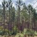 103ac On Pine Lake Rd, , Minocqua,  WI 54548 USA