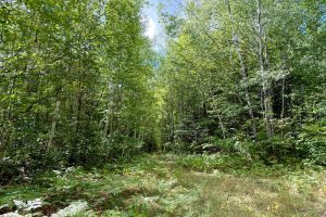 103ac On Pine Lake Rd, , Minocqua,  WI 54548 USA