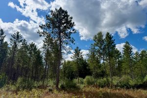 103ac On Pine Lake Rd, , Minocqua,  WI 54548 USA