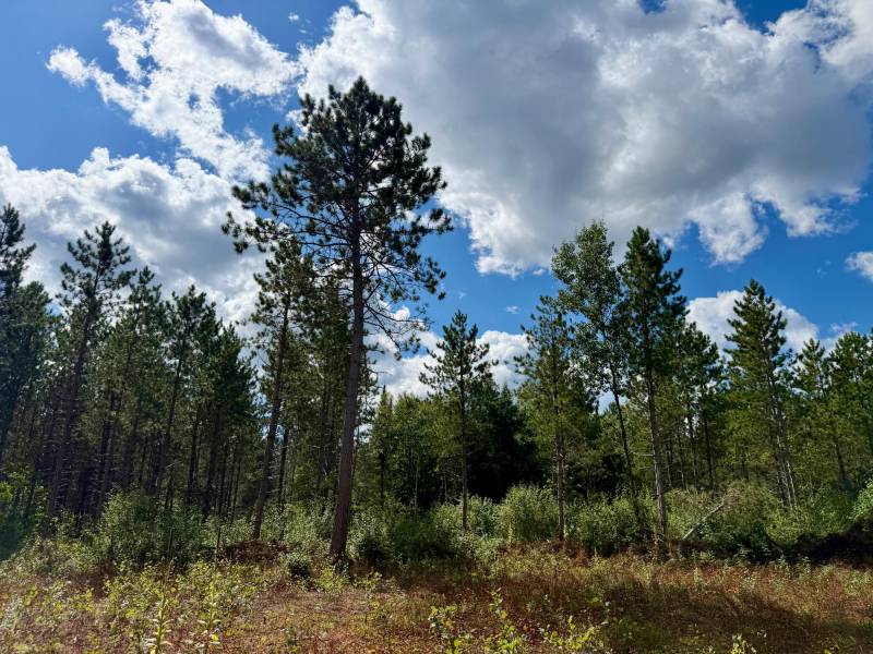 103ac On Pine Lake Rd, , Minocqua,  WI 54548 USA