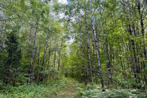 103ac On Pine Lake Rd, , Minocqua,  WI 54548 USA
