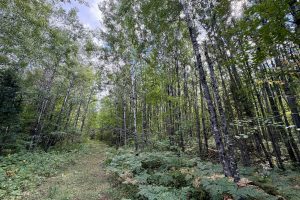 103ac On Pine Lake Rd, , Minocqua,  WI 54548 USA