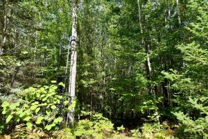 103ac On Pine Lake Rd, , Minocqua,  WI 54548 USA