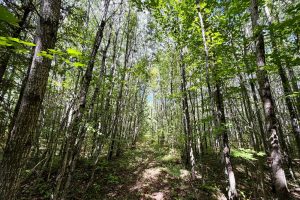 103ac On Pine Lake Rd, , Minocqua,  WI 54548 USA