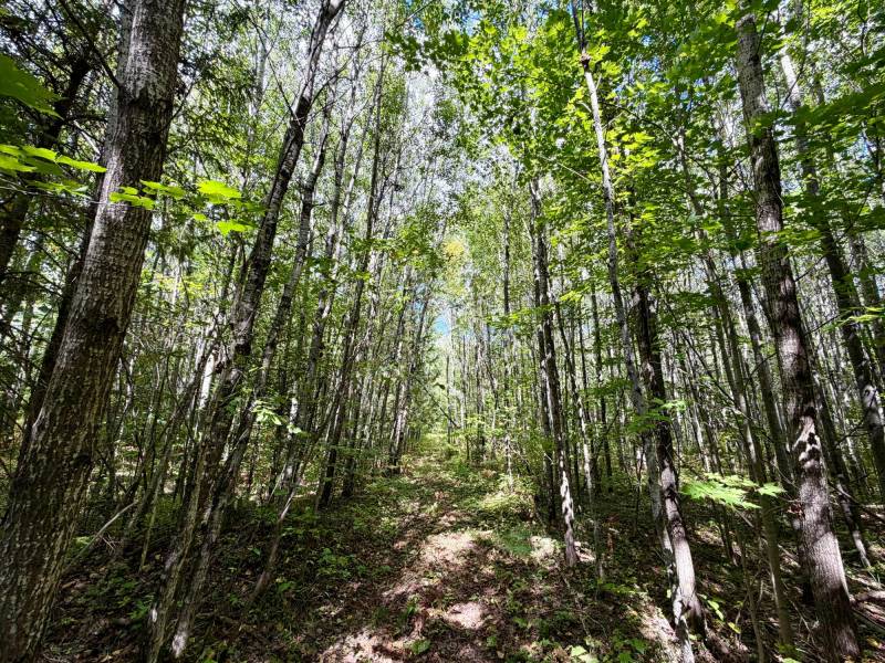 103ac On Pine Lake Rd, , Minocqua,  WI 54548 USA