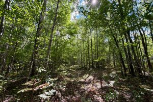 103ac On Pine Lake Rd, , Minocqua,  WI 54548 USA
