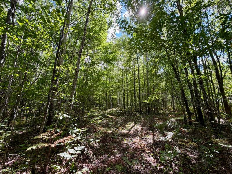 103ac On Pine Lake Rd, , Minocqua,  WI 54548 USA