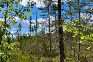 103ac On Pine Lake Rd, , Minocqua,  WI 54548 USA