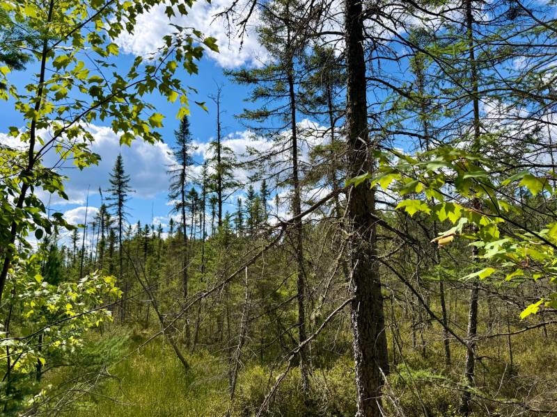 103ac On Pine Lake Rd, , Minocqua,  WI 54548 USA