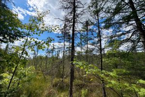 103ac On Pine Lake Rd, , Minocqua,  WI 54548 USA