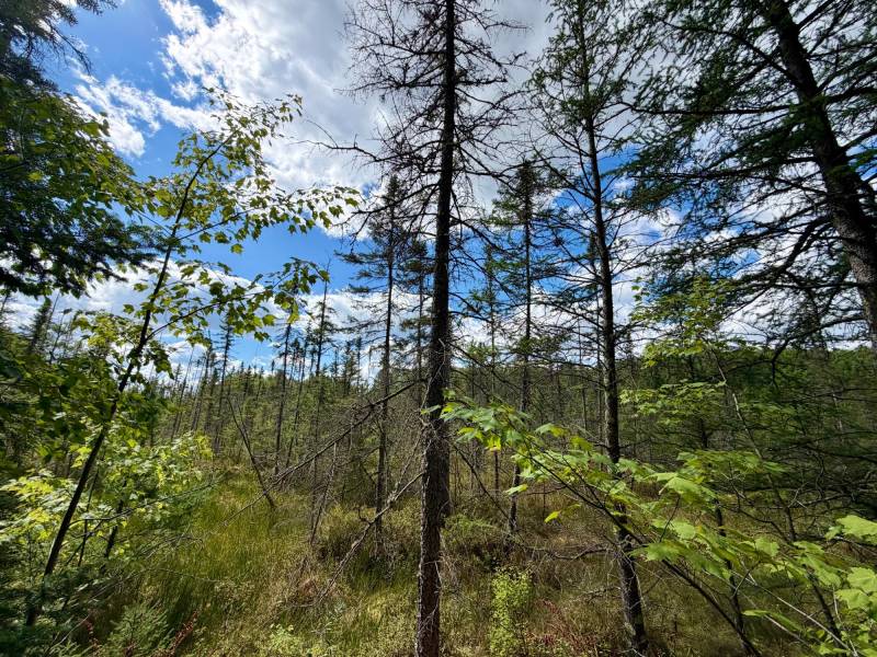 103ac On Pine Lake Rd, , Minocqua,  WI 54548 USA