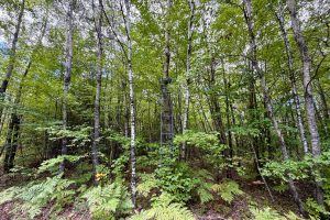 103ac On Pine Lake Rd, , Minocqua,  WI 54548 USA