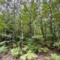 103ac On Pine Lake Rd, , Minocqua,  WI 54548 USA