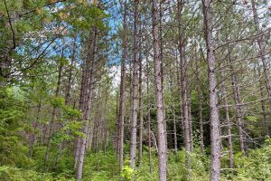 103ac On Pine Lake Rd, , Minocqua,  WI 54548 USA