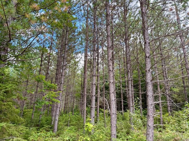 103ac On Pine Lake Rd, , Minocqua,  WI 54548 USA