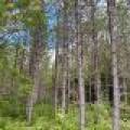 103ac On Pine Lake Rd, , Minocqua,  WI 54548 USA