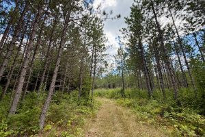 103ac On Pine Lake Rd, , Minocqua,  WI 54548 USA
