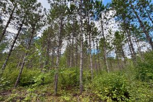 103ac On Pine Lake Rd, , Minocqua,  WI 54548 USA