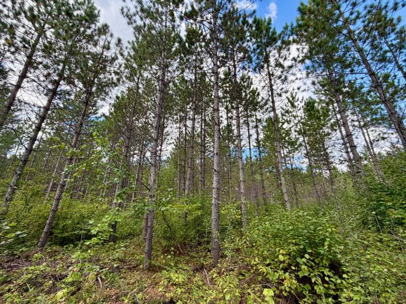 103ac On Pine Lake Rd, , Minocqua,  WI 54548 USA