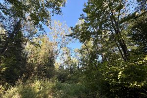 60ac On Hwy 107, , Tomahawk,  WI 54487 USA