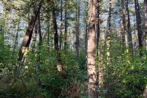 60ac On Hwy 107, , Tomahawk,  WI 54487 USA