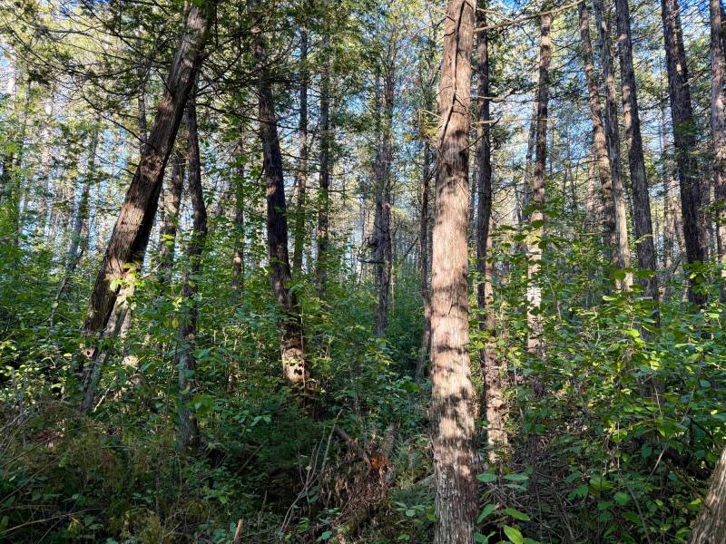 60ac On Hwy 107, , Tomahawk,  WI 54487 USA