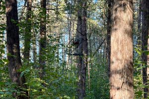 60ac On Hwy 107, , Tomahawk,  WI 54487 USA