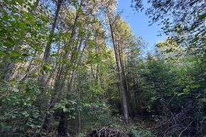 60ac On Hwy 107, , Tomahawk,  WI 54487 USA