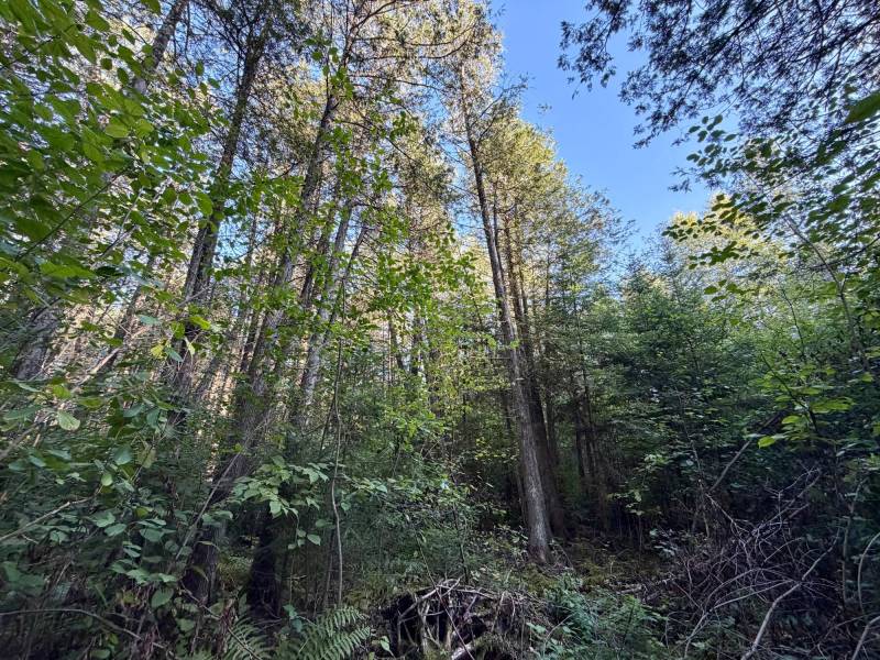 60ac On Hwy 107, , Tomahawk,  WI 54487 USA