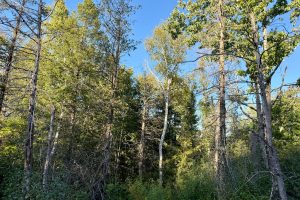 60ac On Hwy 107, , Tomahawk,  WI 54487 USA